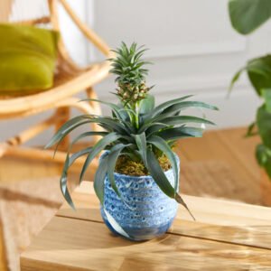 Succulent Plant Gift Box