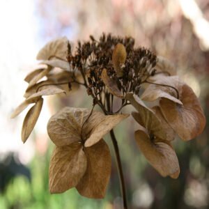 Dried Poppy Seed Head Bundle